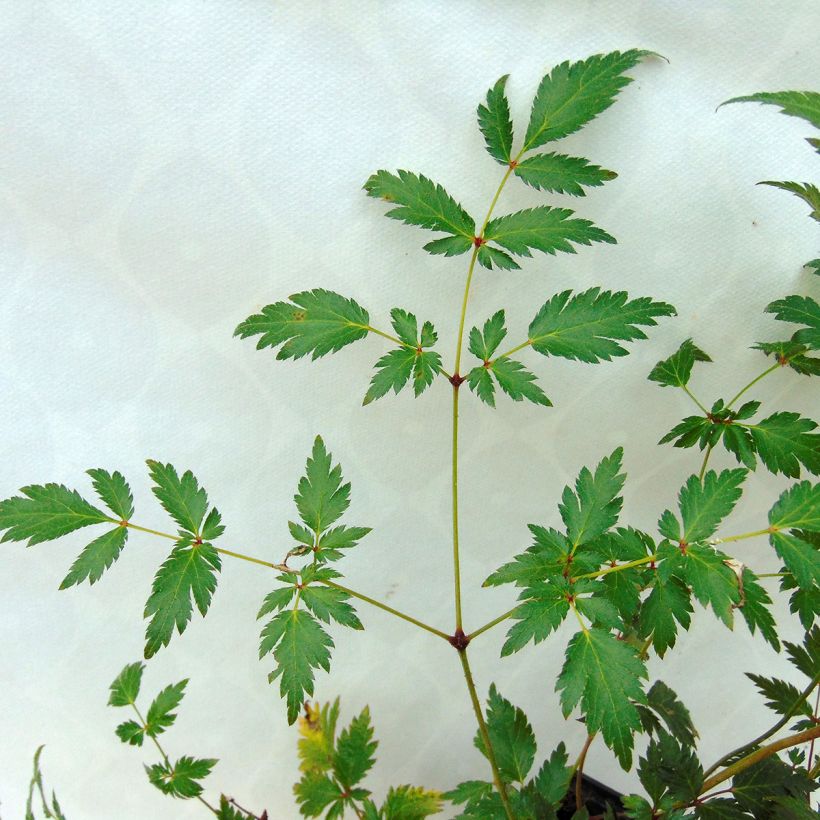 Astilbe simplicifolia Hennie Graafland - Prachtspiere (Foliage)