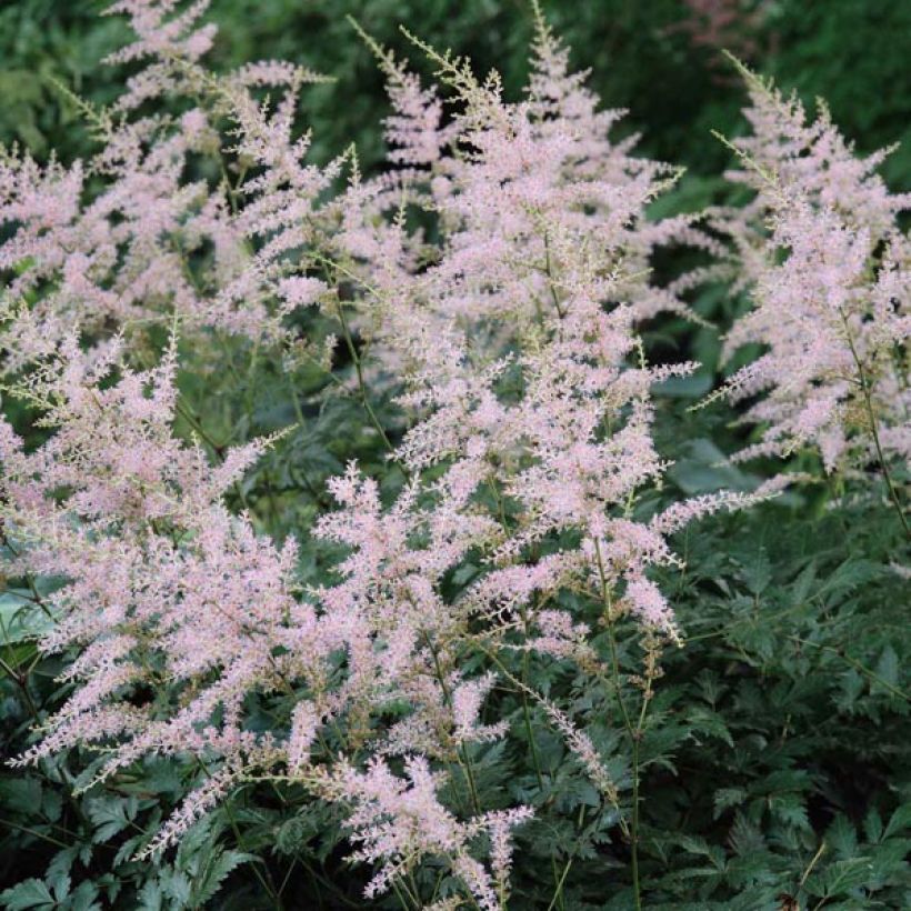 Astilbe simplicifolia Hennie Graafland - Prachtspiere (Flowering)