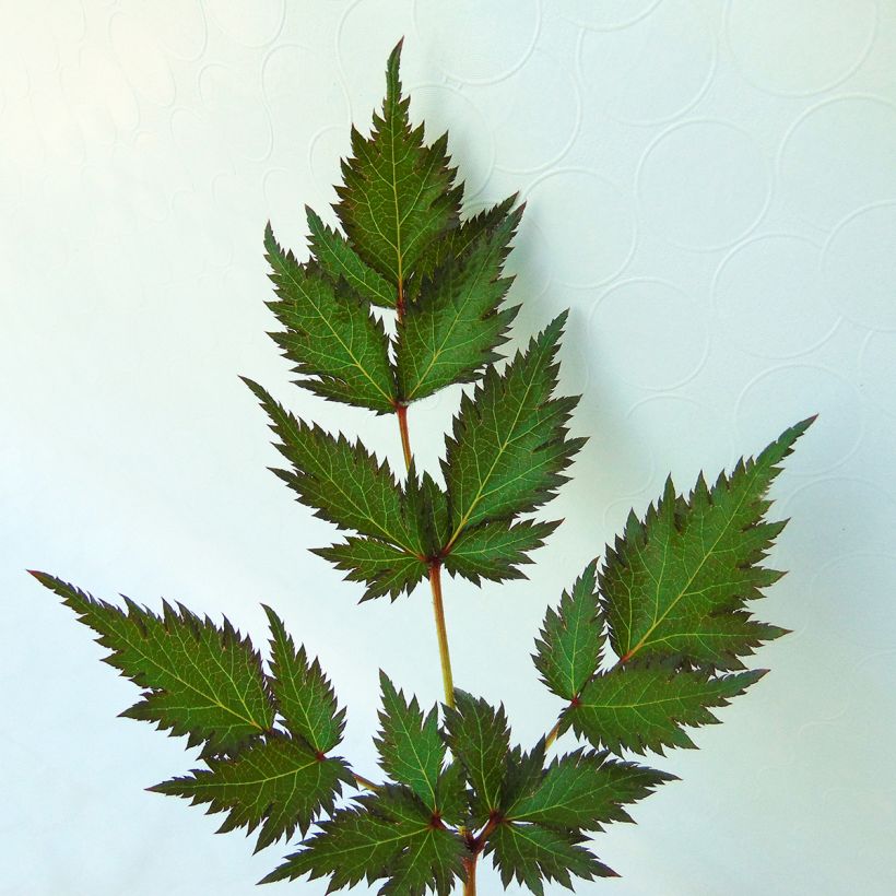 Astilbe simplicifolia Pink Lightning - Prachtspiere (Foliage)
