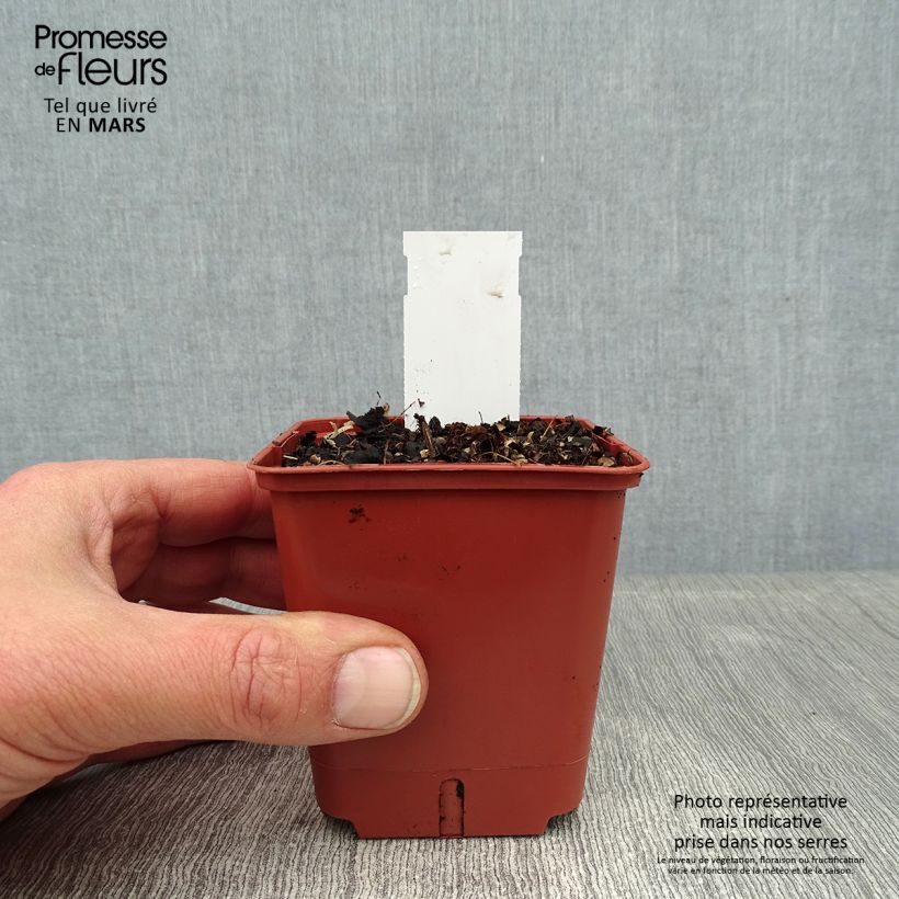 Exemplar von Astilbe simplicifolia Pink Lightning - Prachtspiere Kleine Töpfe von 8/9 cm wie im Winter geliefert