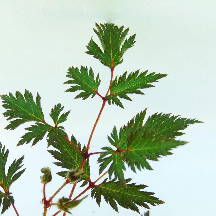 Astilbe simplicifolia Sprite - Prachtspiere (Foliage)