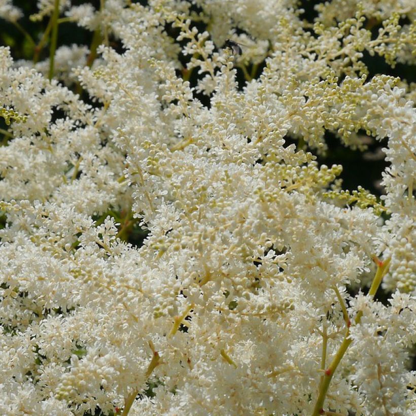 Astilbe simplicifolia Sprite - Prachtspiere (Flowering)