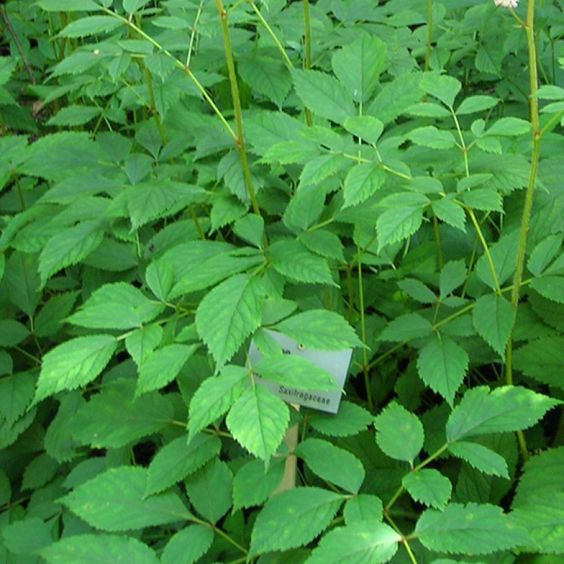 Astilbe thunbergii Straussenfeder - Prachtspiere (Foliage)
