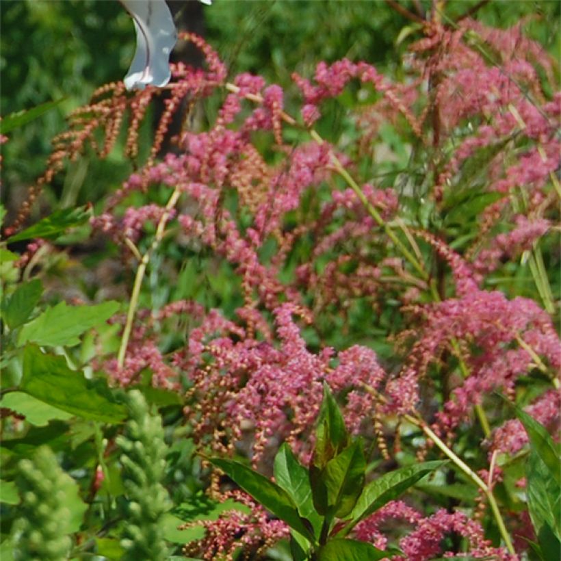 Astilbe thunbergii Straussenfeder - Prachtspiere (Flowering)