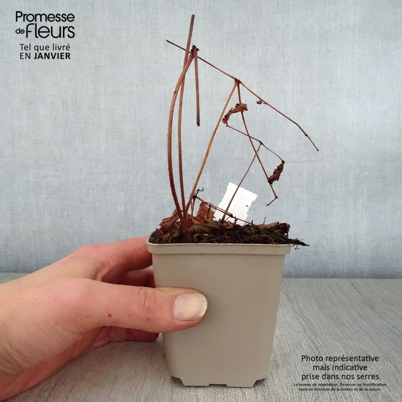 Exemplar von Astilbe thunbergii Straussenfeder - Prachtspiere Kleine Töpfe von 8/9 cm wie im Winter geliefert