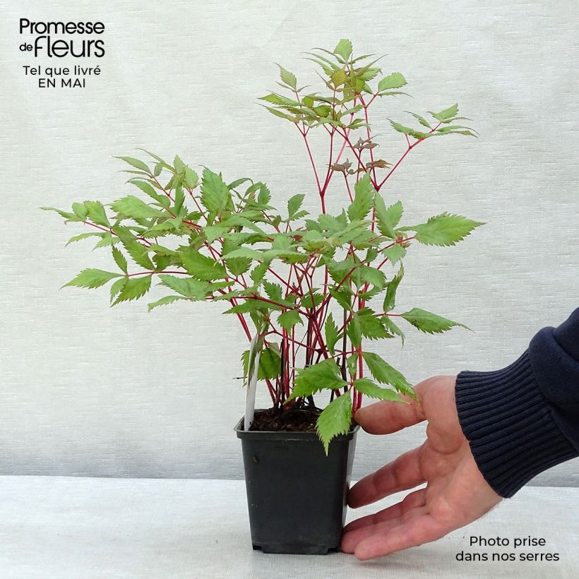 Exemplar von Astilbe arendsii Fanal - Prachtspiere Kleine Töpfe von 7/8 cm wie im Frühjahr geliefert