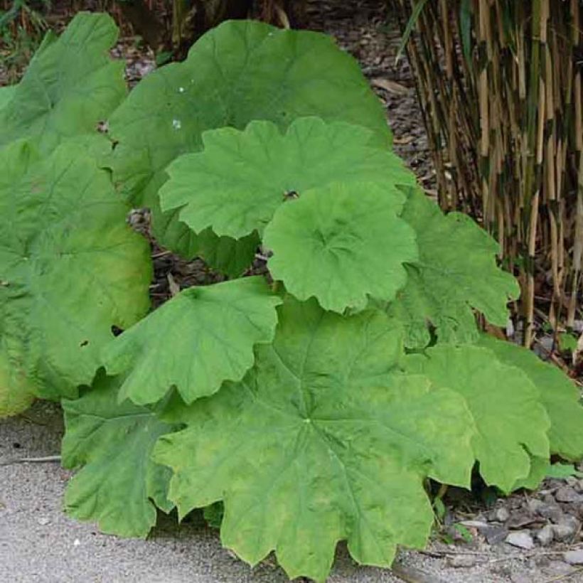 Astilboides tabularis - Tafelblatt (Plant habit)