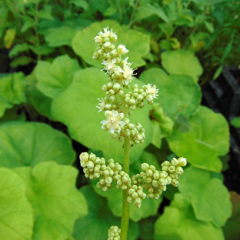Astilboides tabularis - Tafelblatt (Flowering)