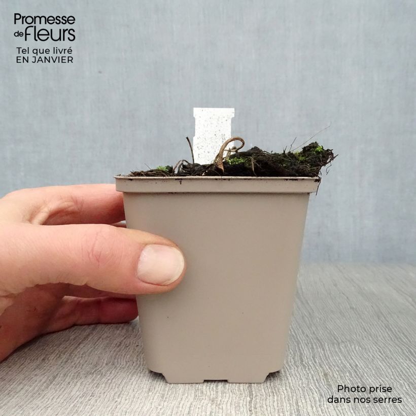 Exemplar von Astilboides tabularis - Tafelblatt Kleine Töpfe von 8/9 cm wie im Winter geliefert