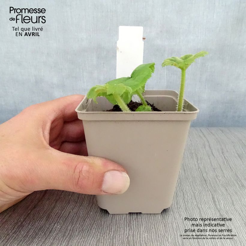 Exemplar von Astilboides tabularis - Tafelblatt Kleine Töpfe von 8/9 cm wie im Frühjahr geliefert