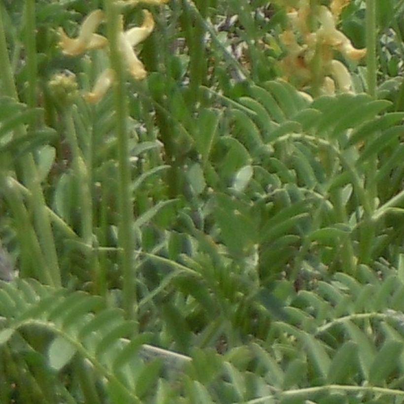 Astragalus canadensis - Kanadisches Milchkraut (Foliage)