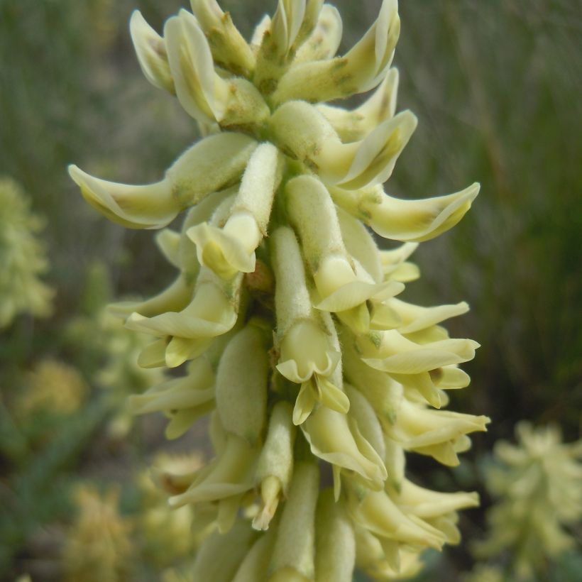 Astragalus canadensis - Kanadisches Milchkraut (Flowering)