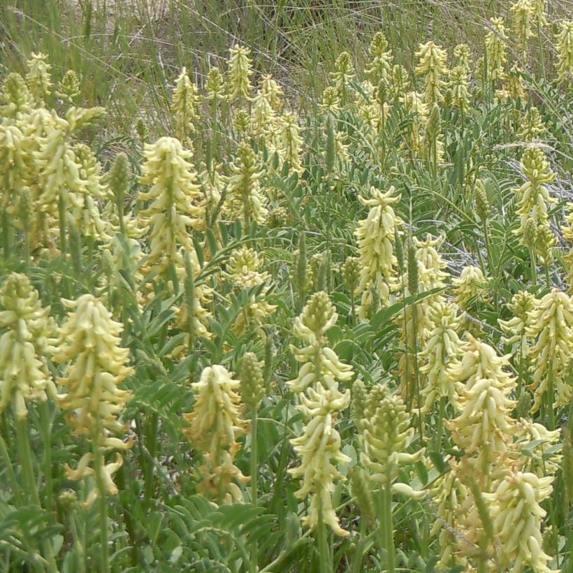 Astragalus canadensis - Kanadisches Milchkraut (Plant habit)
