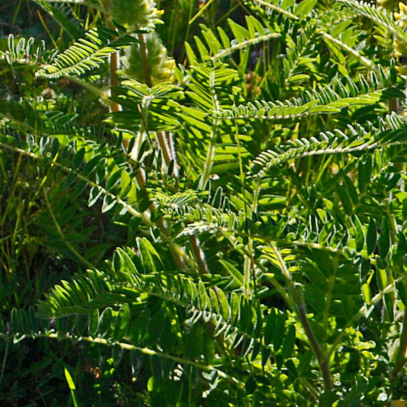 Astragalus centralpinus - Zentralalpen Tragant (Foliage)