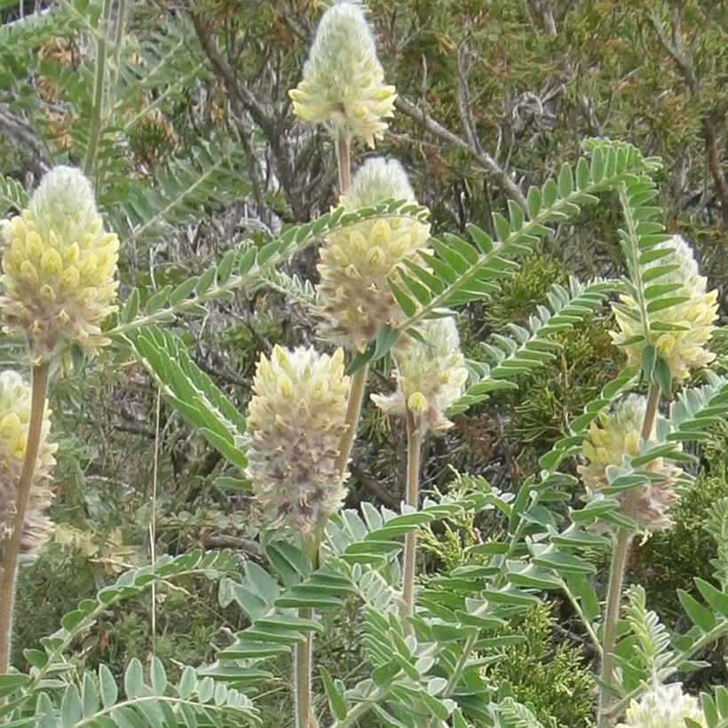 Astragalus centralpinus - Zentralalpen Tragant (Flowering)