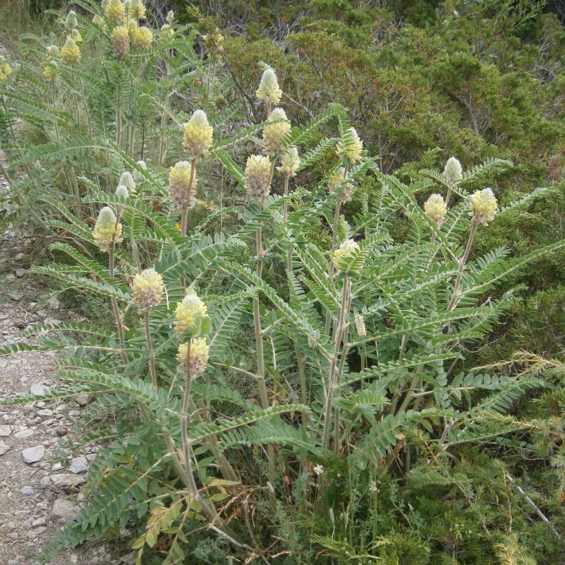 Astragalus centralpinus - Zentralalpen Tragant (Plant habit)