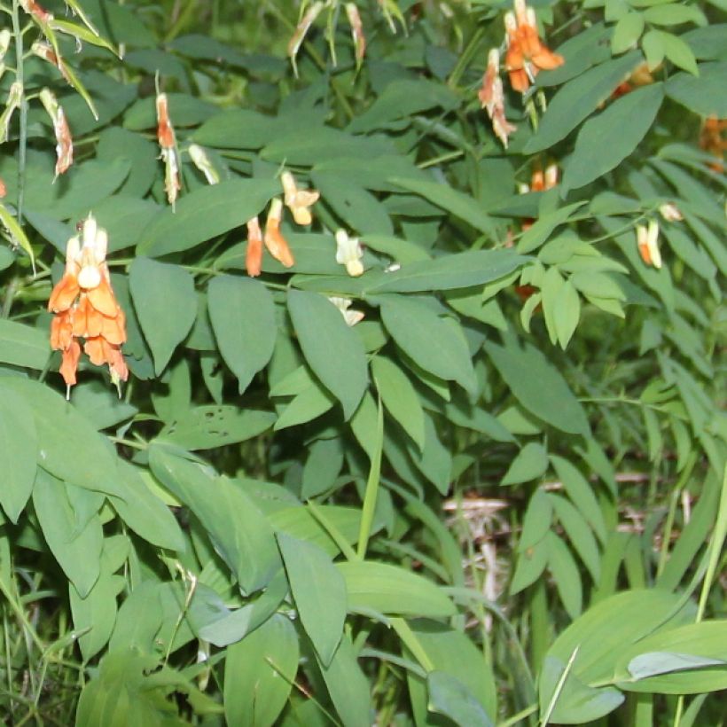 Astragalus glycyphyllos - Süßer Tragant (Foliage)