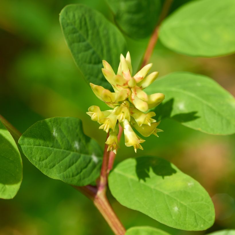 Astragalus glycyphyllos - Süßer Tragant (Flowering)