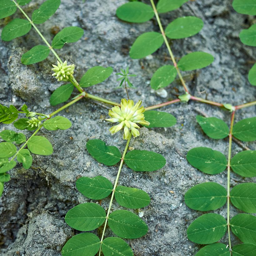 Astragalus glycyphyllos - Süßer Tragant (Plant habit)