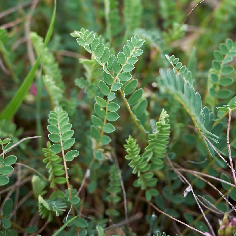 Astragalus monspessulanus - Französischer Tragant (Foliage)