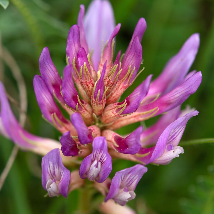 Astragalus monspessulanus - Französischer Tragant (Flowering)