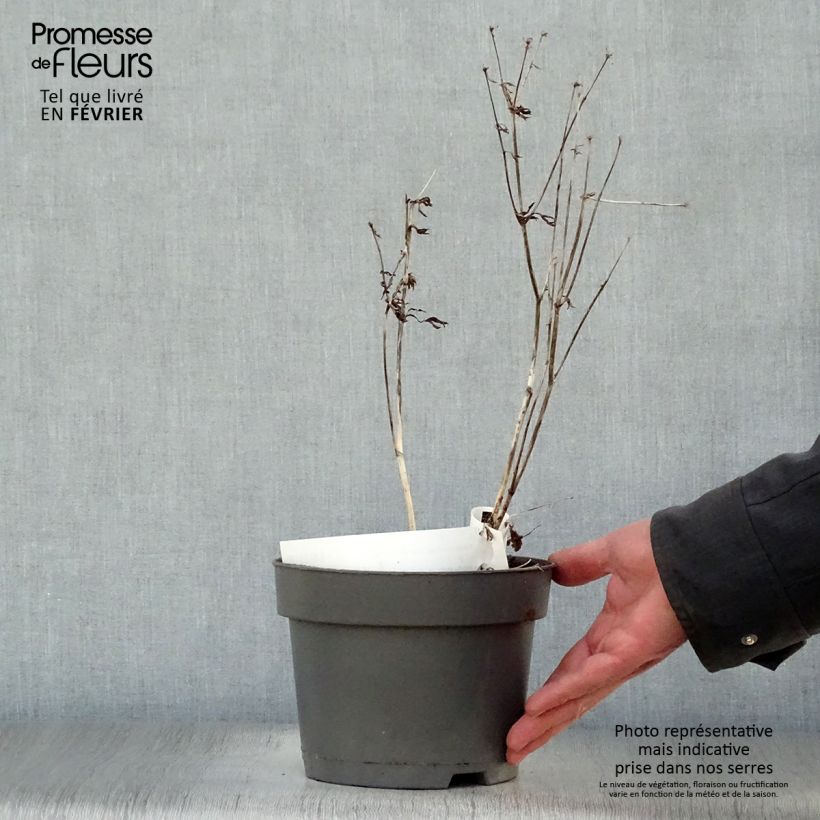 Exemplar von Astrantia Star of Billion - Sterndolde Topf mit 2L/3L wie im Winter geliefert