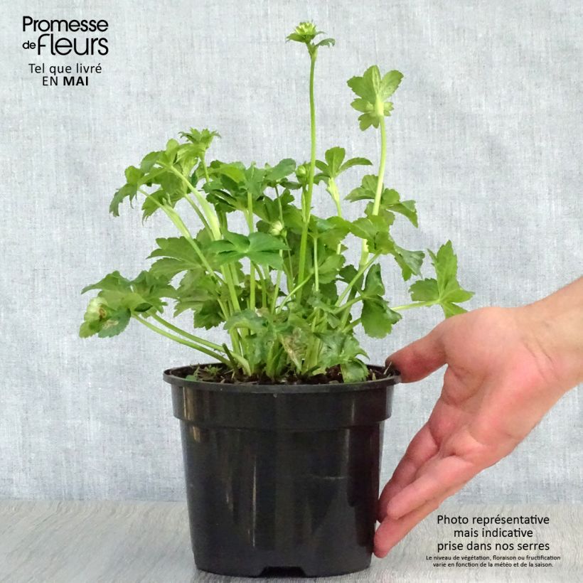 Exemplar von Astrantia Star of Billion - Sterndolde Topf mit 2L/3L wie im Frühjahr geliefert