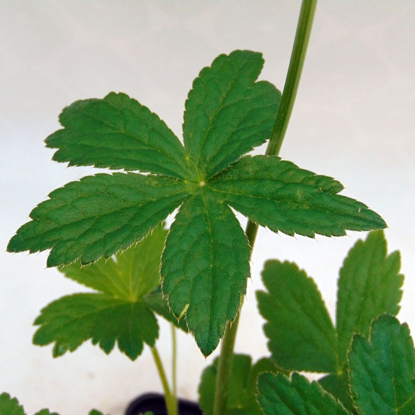 Astrantia major Alba - Sterndolde (Foliage)