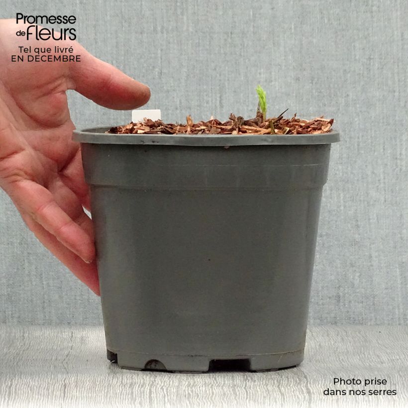 Example of Astrantia major Alba - Sterndolde Topf mit 2L/3L as you get in hiver