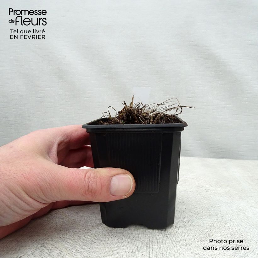 Exemplar von Astrantia major Alba - Sterndolde Kleine Töpfe von 8/9 cm wie im Winter geliefert