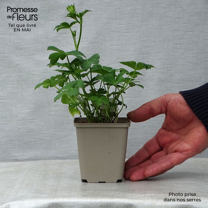 Exemplar von Astrantia Buckland - Sterndolde Kleine Töpfe von 8/9 cm wie im Frühjahr geliefert