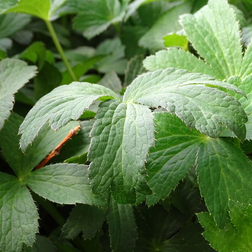 Astrantia Buckland - Sterndolde (Foliage)