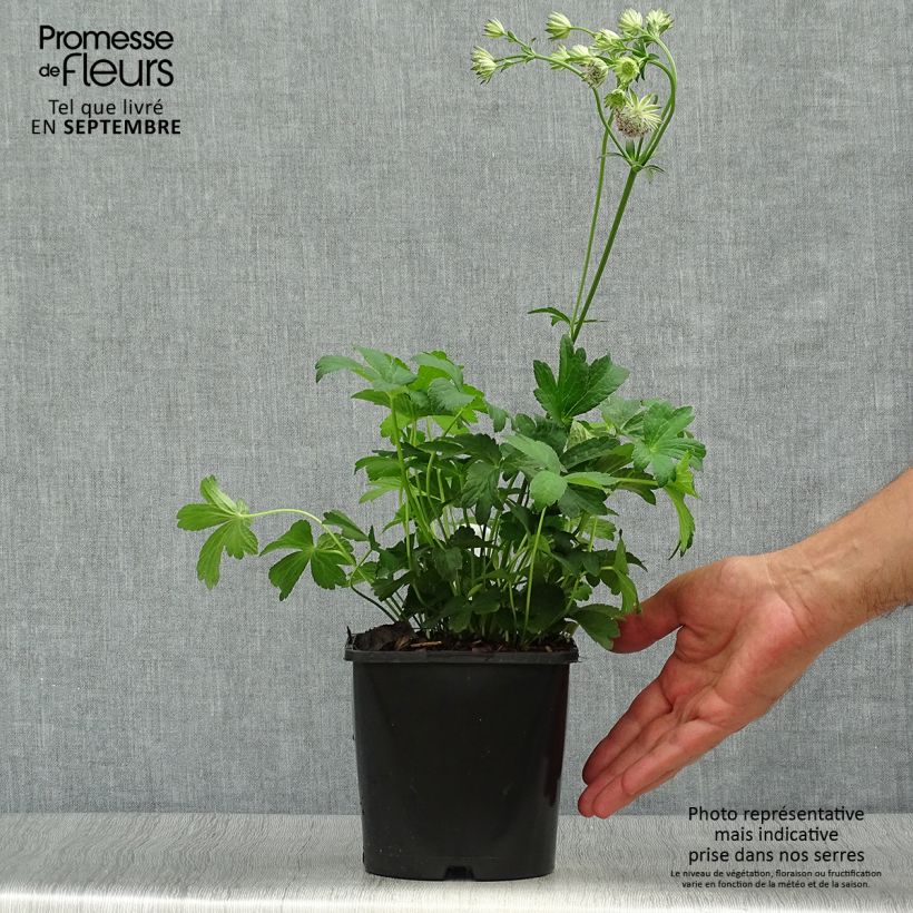 Example of Astrantia Buckland - Sterndolde Topf mit 2L/3L as you get in automne