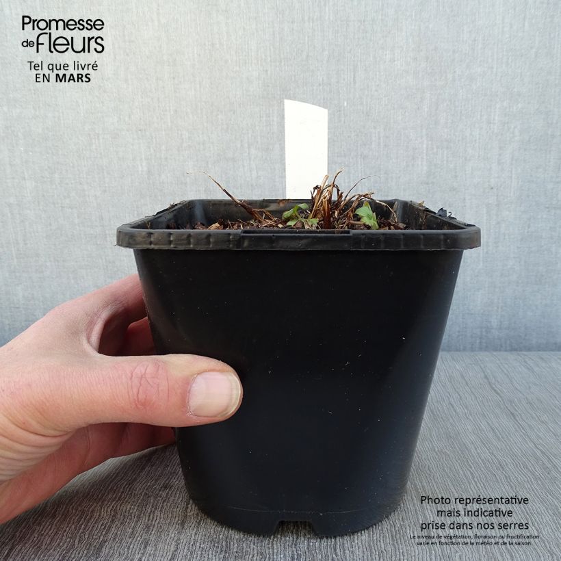 Exemplar von Astrantia Buckland - Sterndolde Topf mit 2L/3L wie im Winter geliefert