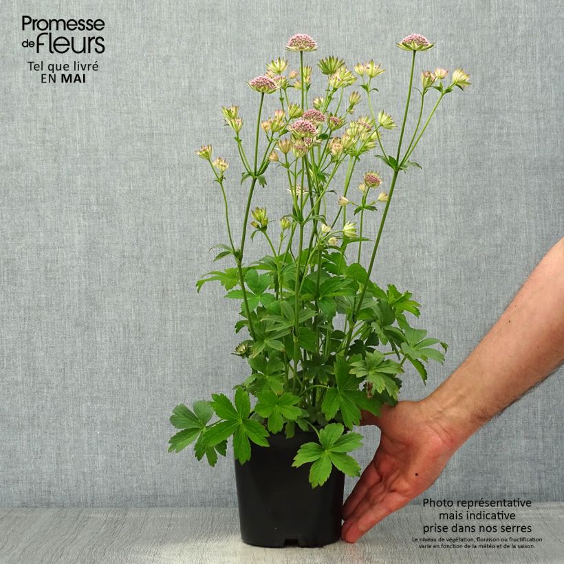 Exemplar von Astrantia Buckland - Sterndolde Topf mit 2L/3L wie im Frühjahr geliefert