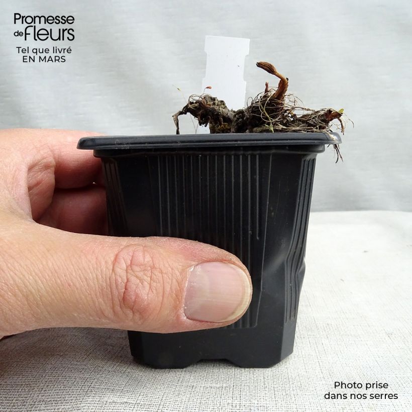 Exemplar von Astrantia Claret - Sterndolde Kleine Töpfe von 8/9 cm wie im Winter geliefert