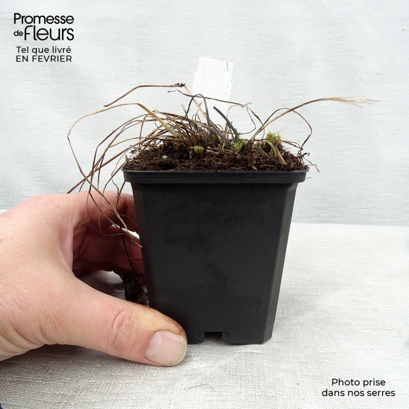 Exemplar von Astrantia Florence - Sterndolde Kleine Töpfe von 8/9 cm wie im Winter geliefert