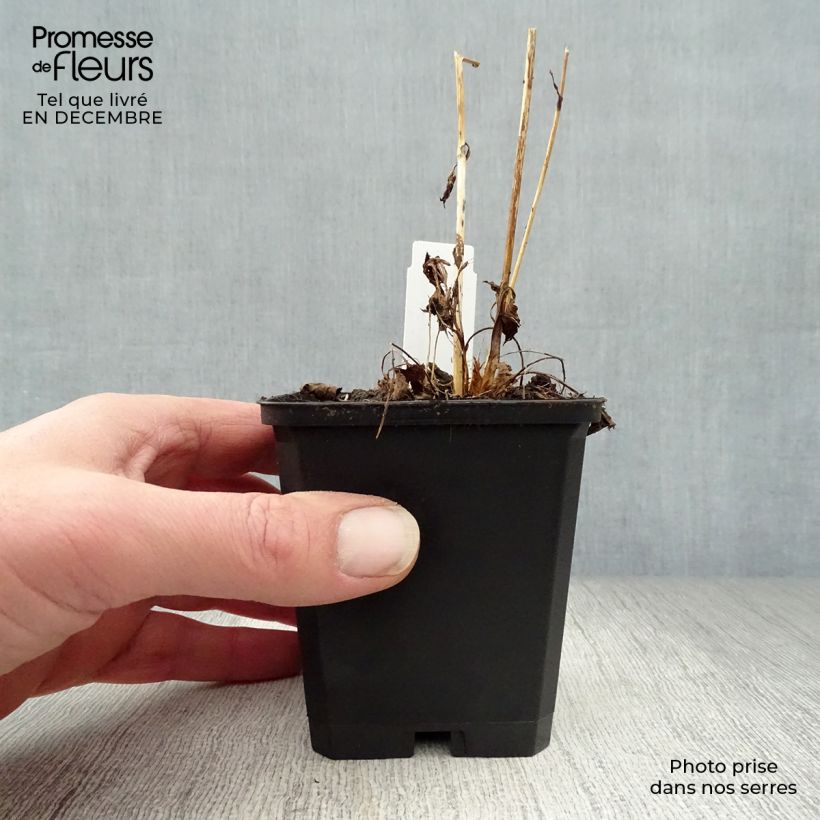 Exemplar von Astrantia Moulin Rouge - Sterndolde Kleine Töpfe von 8/9 cm wie im Winter geliefert