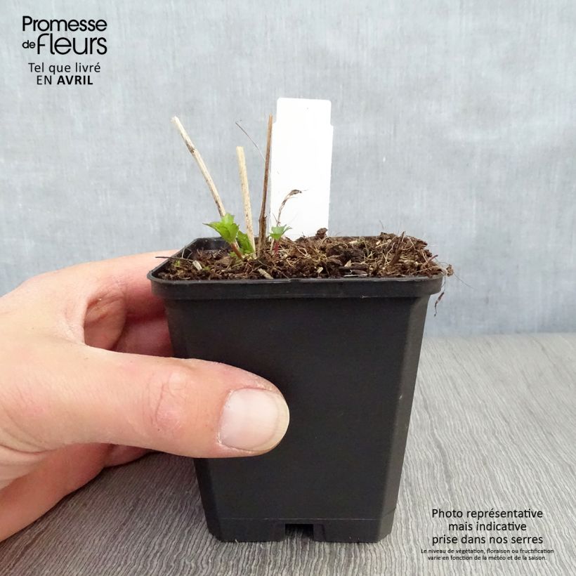 Exemplar von Astrantia Moulin Rouge - Sterndolde Kleine Töpfe von 8/9 cm wie im Frühjahr geliefert