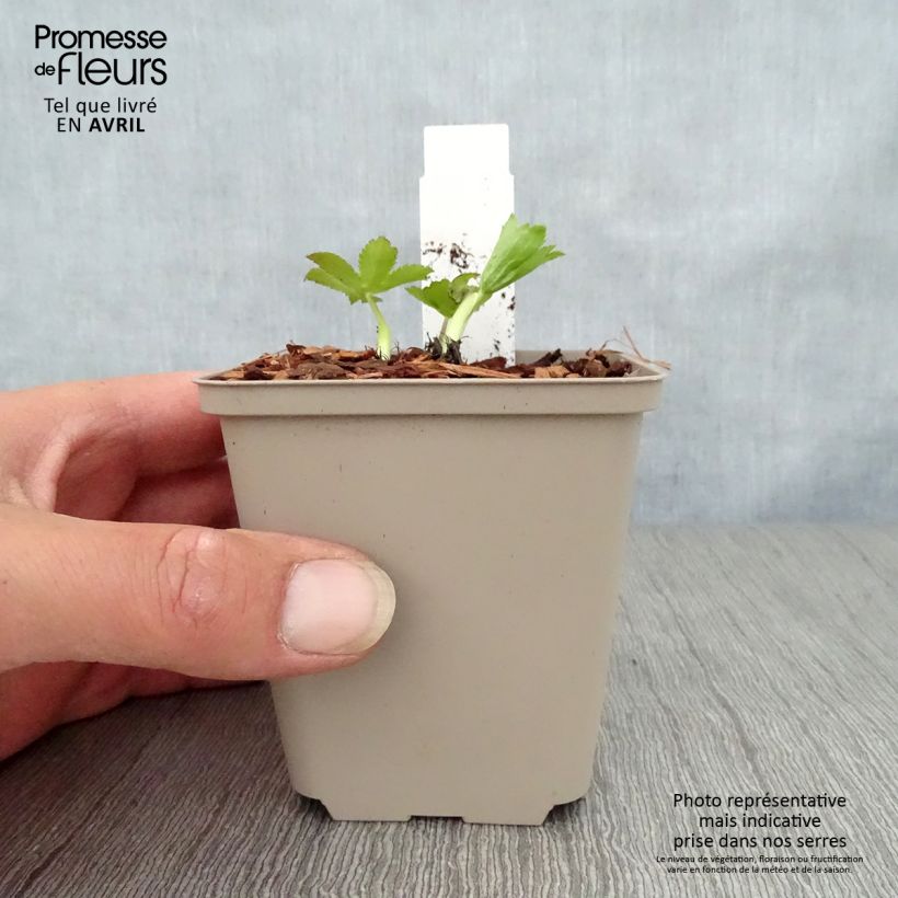 Exemplar von Astrantia Pink Sensation - Sterndolde Kleine Töpfe von 8/9 cm wie im Frühjahr geliefert