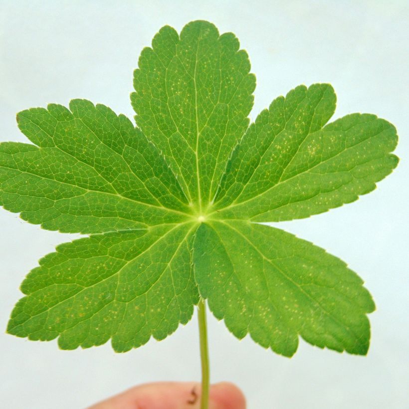 Astrantia Roma - Sterndolde (Foliage)