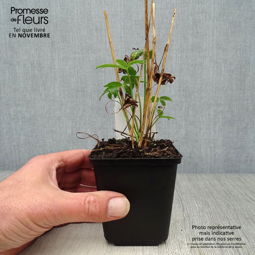 Example of Astrantia Roma - Sterndolde Kleine Töpfe von 8/9 cm as you get in automne
