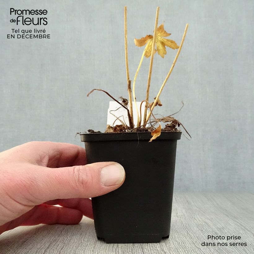 Exemplar von Astrantia Roma - Sterndolde Kleine Töpfe von 8/9 cm wie im Winter geliefert