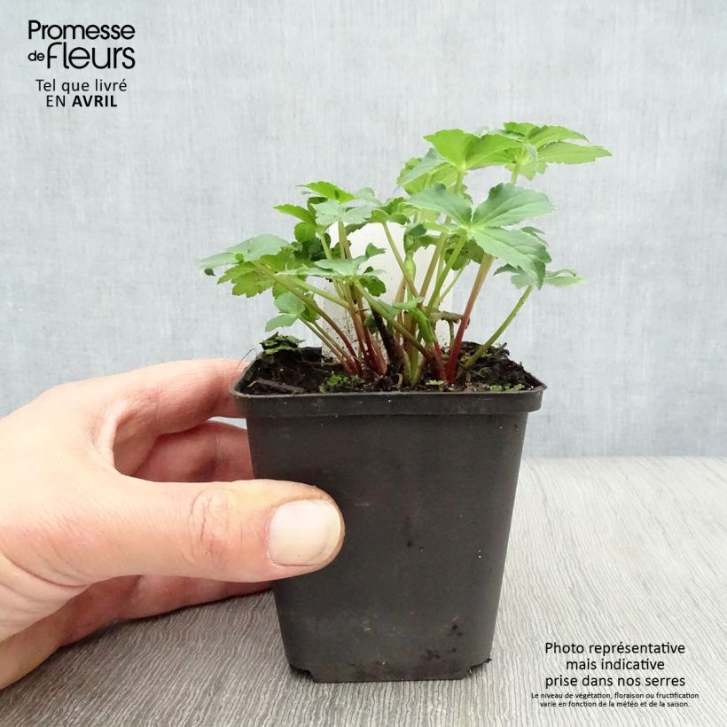 Exemplar von Astrantia Roma - Sterndolde Kleine Töpfe von 8/9 cm wie im Frühjahr geliefert