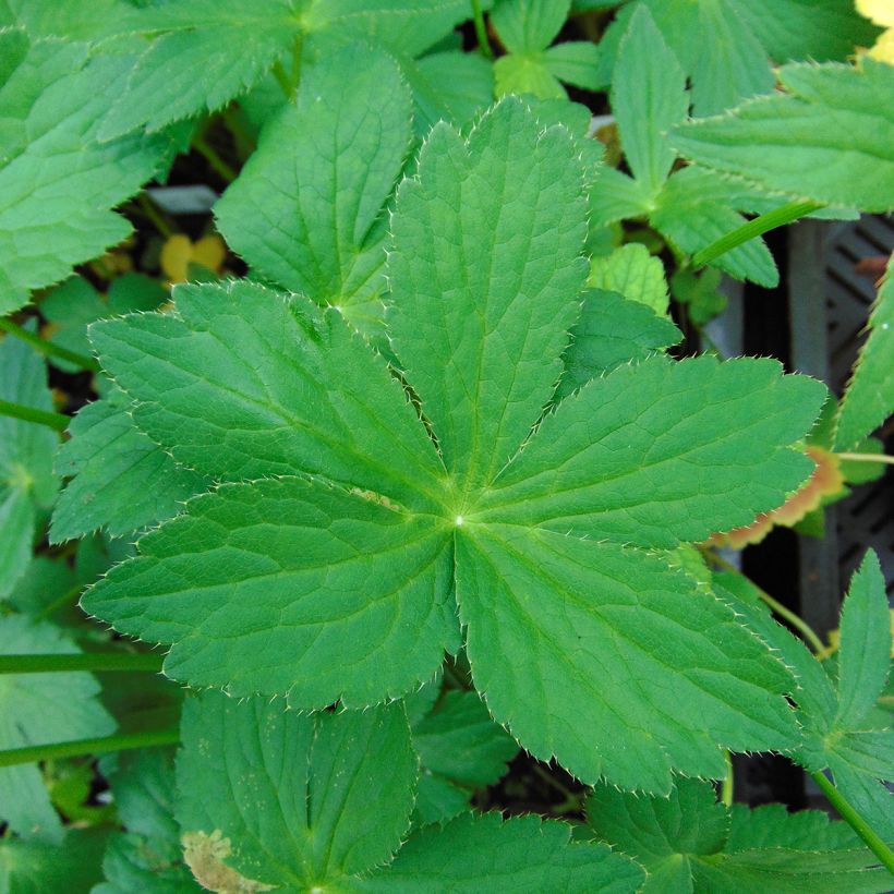 Astrantia major Rosea - Sterndolde (Foliage)