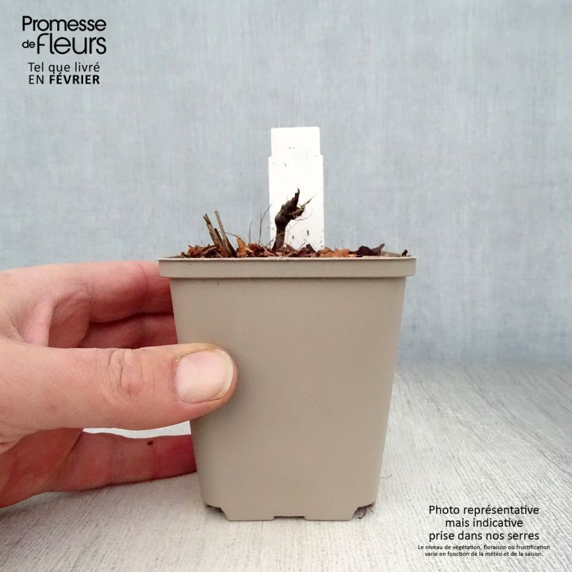 Exemplar von Astrantia major Rosea - Sterndolde Kleine Töpfe von 8/9 cm wie im Winter geliefert