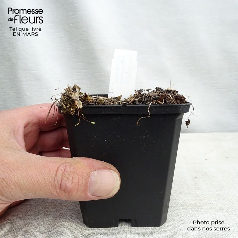 Exemplar von Astrantia Rosensinfonie - Sterndolde Kleine Töpfe von 8/9 cm wie im Winter geliefert