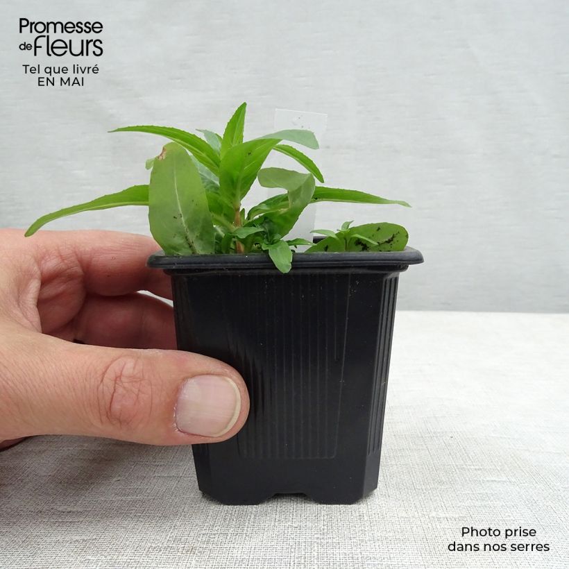 Exemplar von Astrantia major Rubra - Sterndolde Kleine Töpfe von 8/9 cm wie im Frühjahr geliefert