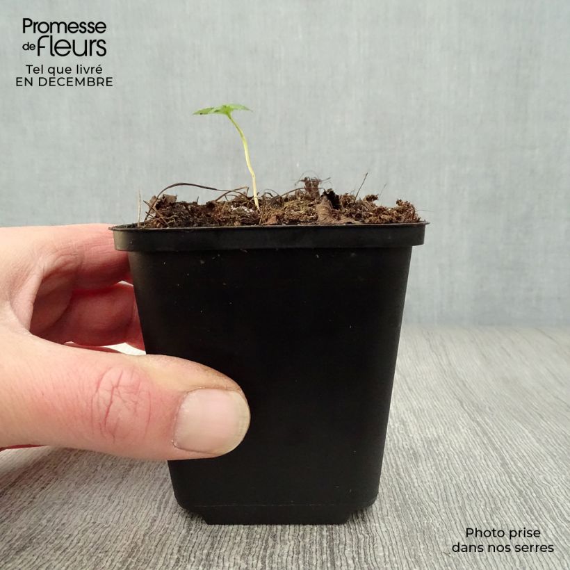 Exemplar von Astrantia major Rubra - Sterndolde Kleine Töpfe von 8/9 cm wie im Winter geliefert