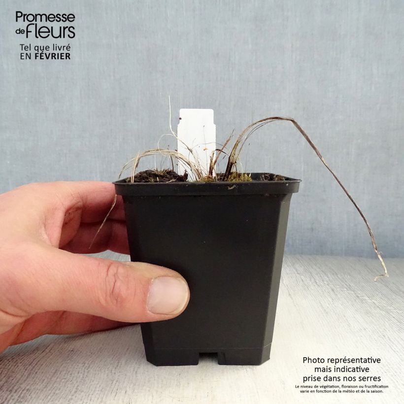 Exemplar von Astrantia Ruby Cloud - Sterndolde Kleine Töpfe von 8/9 cm wie im Winter geliefert